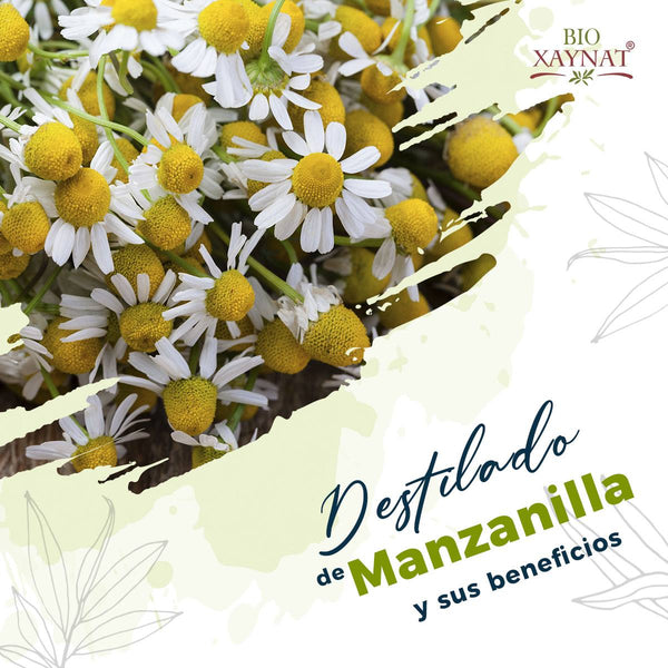 Beneficios del destilado de manzanilla.